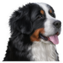 Bernese Tongue Out Sticker