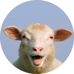 Best Sheep In North Germany Sticker