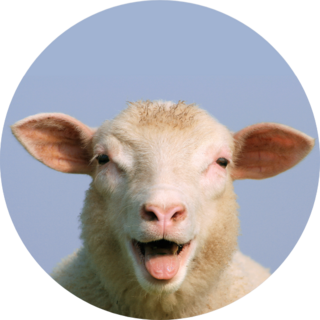 Best Sheep In North Germany Sticker