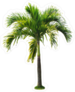 Betel Palm Tree Sticker