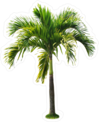 Betel Palm Tree Sticker
