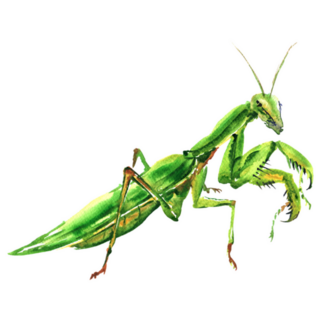 Bi Green Female European Praying Mantis Sticker