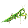 Bi Green Female European Praying Mantis Sticker