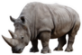 Big African Rhino Isolated On A White Sticker