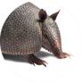 Big Armadillo Close Up Sticker