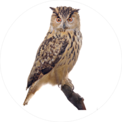 Big Brown Owl On Branch Sticker