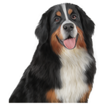 Big Eyed Bernese Sticker
