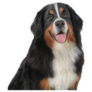 Big Eyed Bernese Sticker