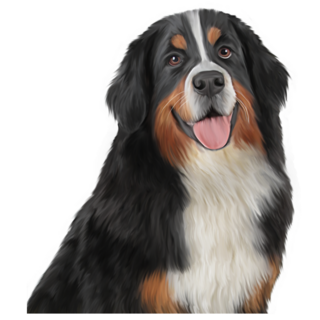 Big Eyed Bernese Sticker