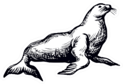 Big Fat Sea Lion Creature Sketch Sticker