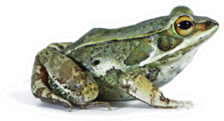 Big Frog In My Garden Sticker