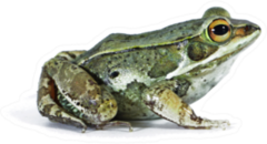 Big Frog In My Garden Sticker