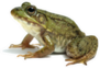 Big Frog Toad On White Sticker