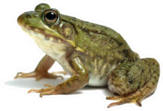 Big Frog Toad On White Sticker