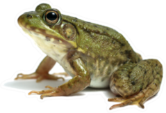 Big Frog Toad On White Sticker