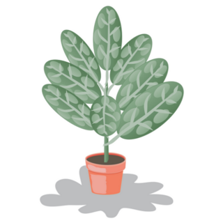 Big Leaf Indoor Potted Plant Sticker