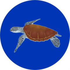 Big Ocean Turtle Sticker