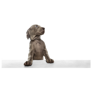 Big Pup Weimaraner Sticker