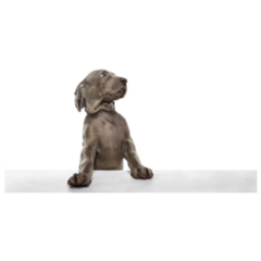 Big Pup Weimaraner Sticker