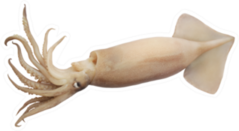 Big Squid In Light Color Sticker