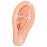 Biometric Human Ear Sticker