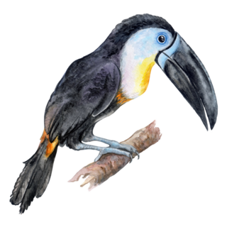 Bird Channel-billed Toucan Sticker