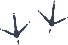 Bird Footprints Sticker