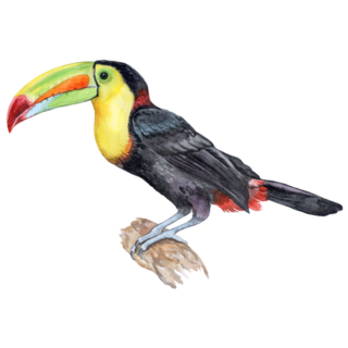 Bird Of A Rainbow Toucan Sticker