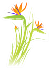 Bird Of Paradise Flower Plant Sticker