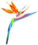 Bird Of Paradise Flower Sticker