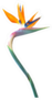 Bird Of Paradise Flower With A Long Curved Stem Sticker