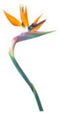 Bird Of Paradise Flower With A Long Curved Stem Sticker