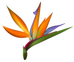 Bird Of Paradise Tropical Flower Up Close Sticker