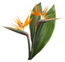 Bird Of Paradise Tropical Flowers Big Leaf Sticker