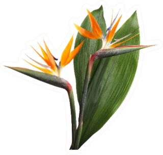 Bird Of Paradise Tropical Flowers Big Leaf Sticker