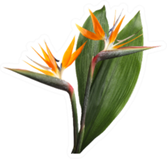 Bird Of Paradise Tropical Flowers Big Leaf Sticker