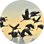 Birds In Flight Flock Of Cranes Flies At Sunrise Sticker