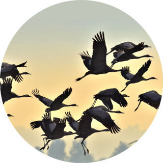 Birds In Flight Flock Of Cranes Flies At Sunrise Sticker