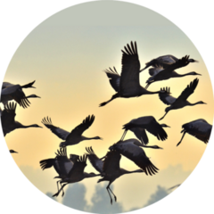 Birds In Flight Flock Of Cranes Flies At Sunrise Sticker