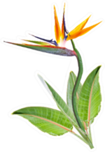 Birds Of Paradise Sticker