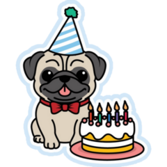 Birthday Cake Pug Sticker