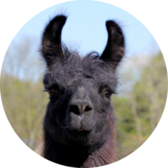 Black And Brown Llama Close Up Sticker