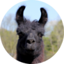 Black And Brown Llama Close Up Sticker