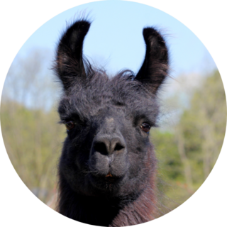 Black And Brown Llama Close Up Sticker