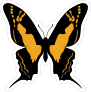 Black and Gold Butterfly Sticker