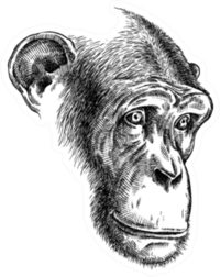 Black And White Ape Illustration Sticker