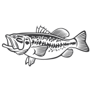 Black and White Bass Fish Illustration