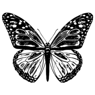 Black and White Butterfly Illustration Sticker