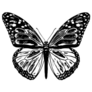 Black and White Butterfly Illustration Sticker