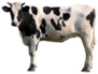 Black And White Cow Isolated Sticker